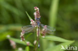 Emerald Damselfly (Lestes sponsa)