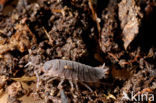 Common Rough Woodlouse (Porcellio scaber)
