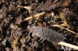 Common Rough Woodlouse (Porcellio scaber)