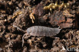 Common Rough Woodlouse (Porcellio scaber)