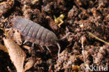 Common Rough Woodlouse (Porcellio scaber)