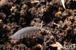 Common Rough Woodlouse (Porcellio scaber)