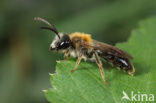 Gewone Rozenzandbij (Andrena fucata)