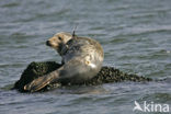 Gewone zeehond (Phoca vitulina) 