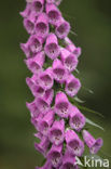 Foxglove (Digitalis purpurea)