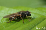 Hoverfly (Cheilosia sp.)