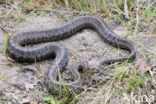 Smooth Snake (Coronella austriaca)