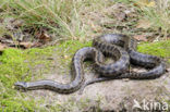 Smooth Snake (Coronella austriaca)