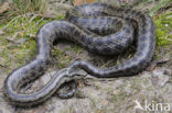 Smooth Snake (Coronella austriaca)