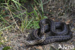 Smooth Snake (Coronella austriaca)