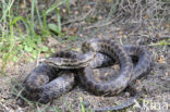 Smooth Snake (Coronella austriaca)