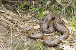 Smooth Snake (Coronella austriaca)