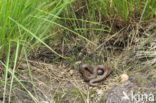 Smooth Snake (Coronella austriaca)