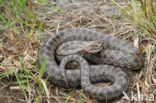 Smooth Snake (Coronella austriaca)