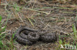 Gladde slang (Coronella austriaca) 