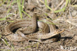 Gladde slang (Coronella austriaca) 