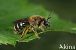 Glanzende bandgroefbij (Lasioglossum zonulum)