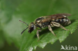 Glimmende smaragdgroefbij (Lasioglossum nitidulum)