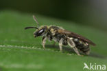 Glimmende smaragdgroefbij (Lasioglossum nitidulum)