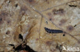 Glow worm (Lampyris noctiluca)