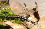 Glow worm (Lampyris noctiluca)