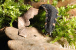 Glimworm (Lampyris noctiluca)