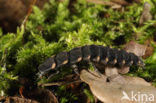 Glow worm (Lampyris noctiluca)