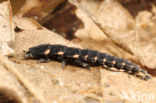 Glow worm (Lampyris noctiluca)