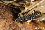 Glow worm (Lampyris noctiluca)