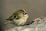 Goldcrest (Regulus regulus)