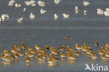Golden Plover (Pluvialis apricaria)