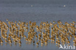 Golden Plover (Pluvialis apricaria)
