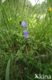 Grasklokje (Campanula rotundifolia)