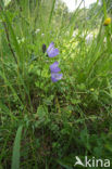 Grasklokje (Campanula rotundifolia)