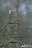Greater Whitethroat (Sylvia communis)
