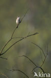 Greater Whitethroat (Sylvia communis)