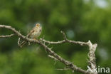 Corn Bunting (Miliaria calandra)