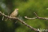 Grauwe Gors (Miliaria calandra) 