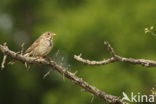 Corn Bunting (Miliaria calandra)