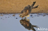 Montagu’s Harrier (Circus pygargus)