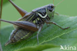 Roesel’s Bush-cricket (Metrioptera roeselii)