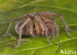 Grijze huisspin (Tegenaria domestica)