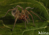 Grijze huisspin (Tegenaria domestica)