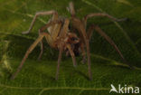 Grijze huisspin (Tegenaria domestica)