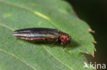 beech splendour beetle (Agrilus viridis)