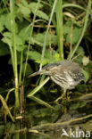 Groene Reiger (Butorides virescens)