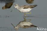 Common Greenshank (Tringa nebularia)