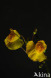 Groot blaasjeskruid (Utricularia vulgaris)