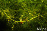 Groot blaasjeskruid (Utricularia vulgaris)