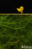 Groot blaasjeskruid (Utricularia vulgaris)